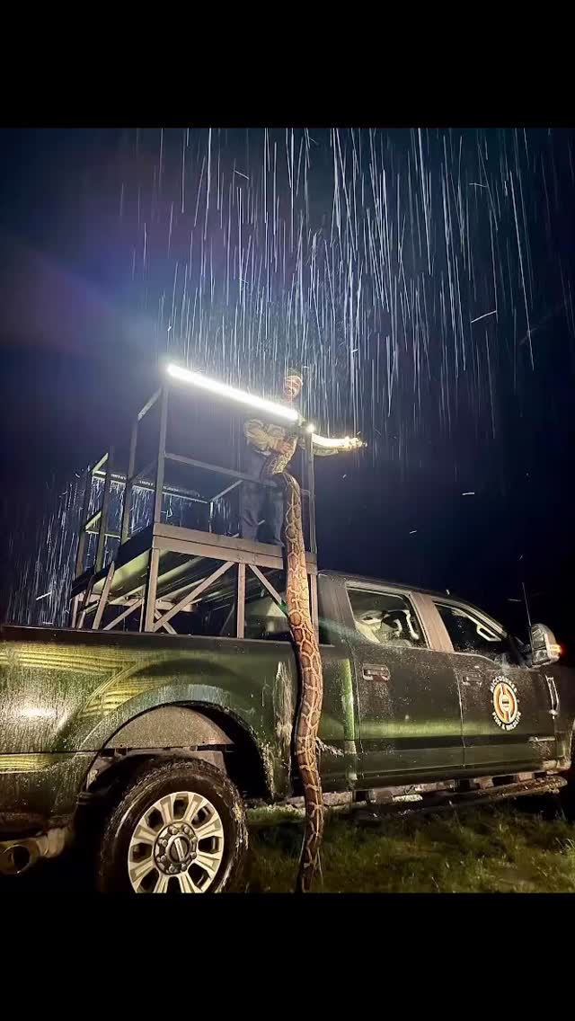Fish and Wildlife Department in the Everglades got a huge 17 ft python ...