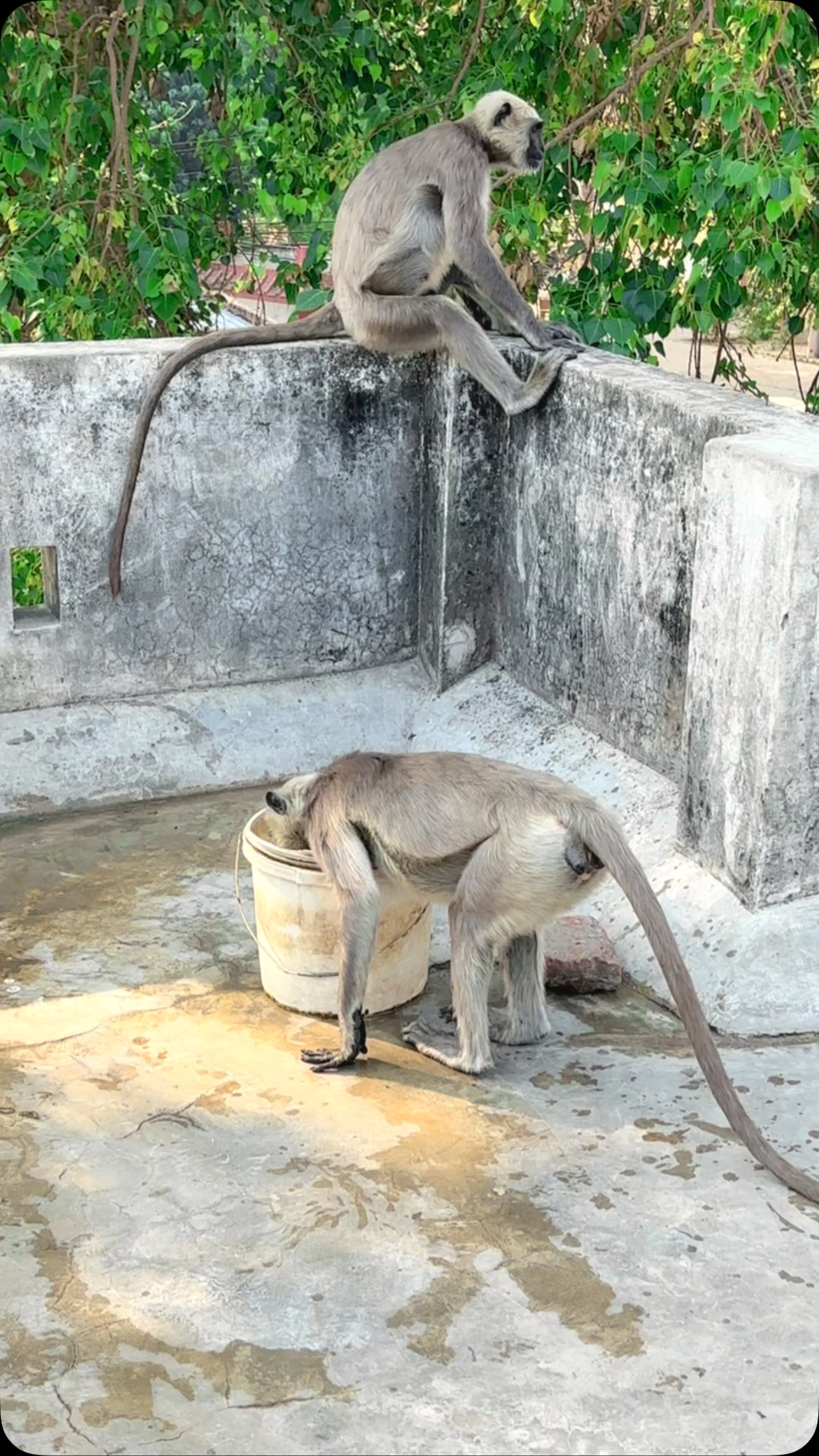 #helping #animal #monkey #love #life #highlights #followme 🙏 | Ravi ...