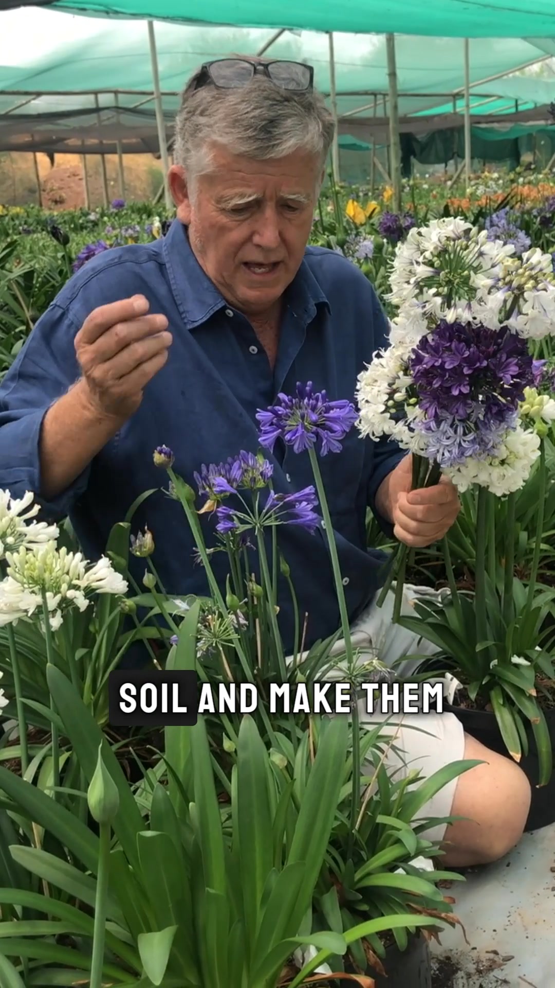 agapanthus-the-plant-that-makes-every-south-african-garden-feel-alive