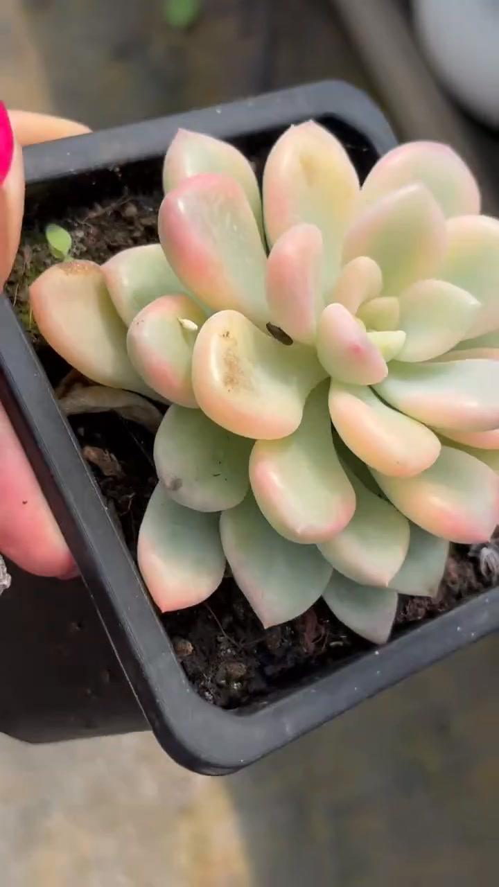 Echeveria Spotted Deer variegated USD 13花斑斑路锦 | Succulent