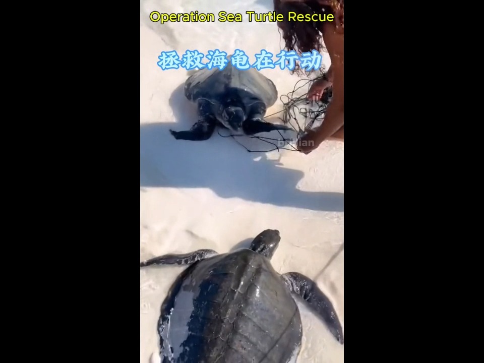 Operation Sea Turtle Rescue # Saving Turtles # Animal Rescue # All ...