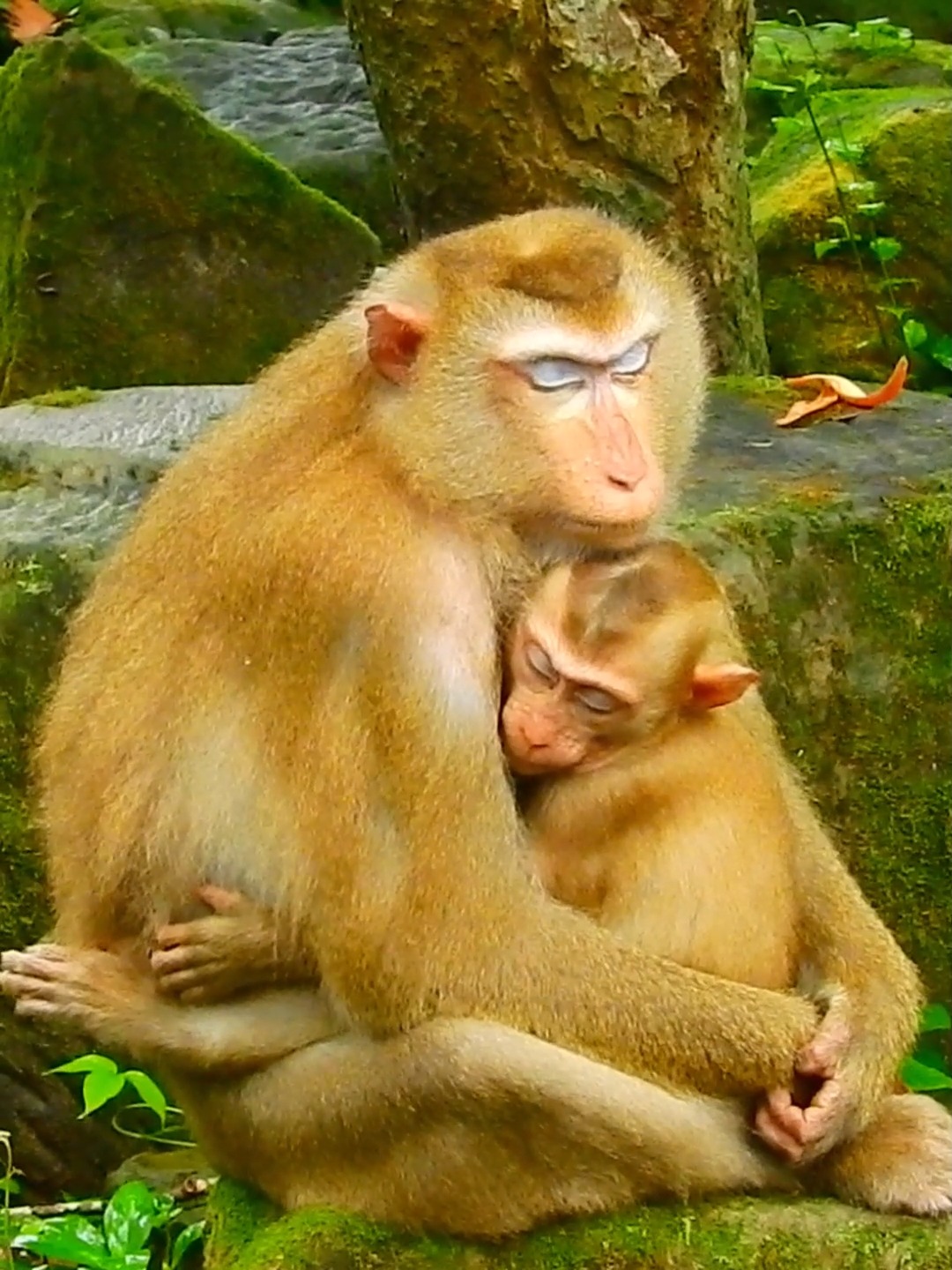 Best Mama hug baby to sleep to get warm love #animalreels #wildlife # ...