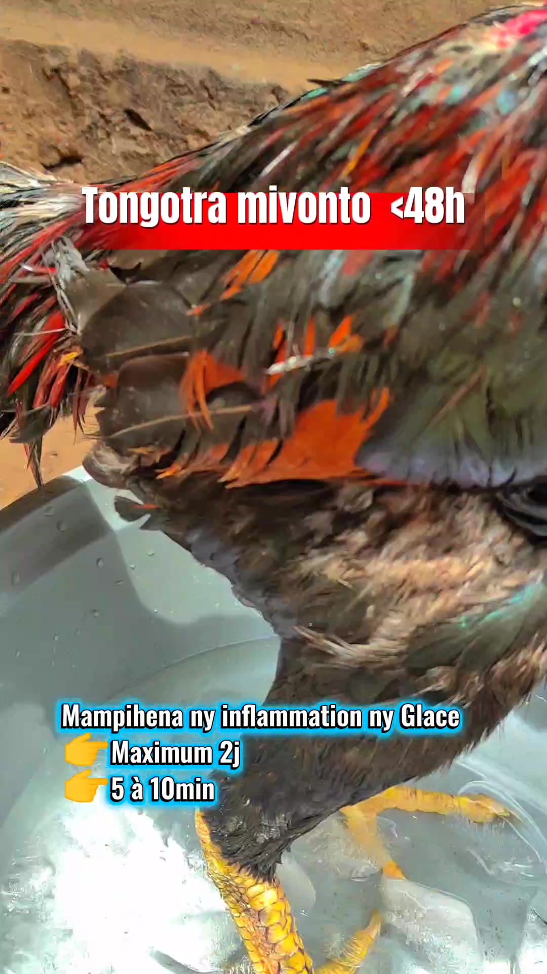 Traitement Glace pour coq ️ Ampiasaina raha latsaky ny 48h ny ...