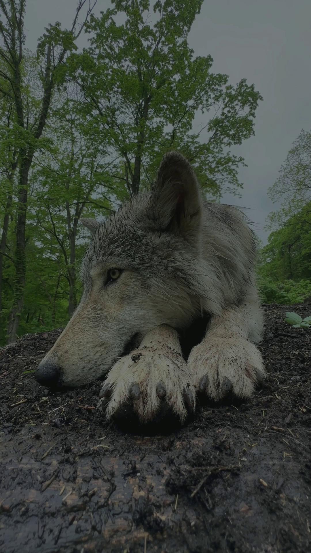 Did you know wolves are key to a healthy ecosystem? 🐺🌿Often ...