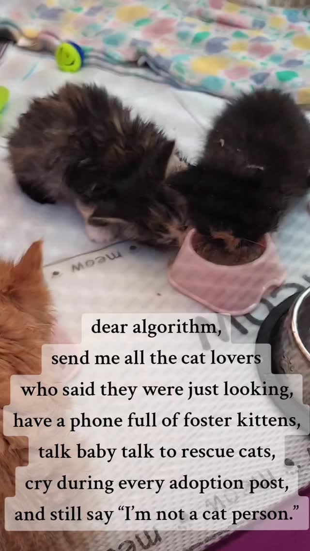 Curated visual reference: Fresh Look at Dear Algorithm Send Me All The Cat Lovers Who Said