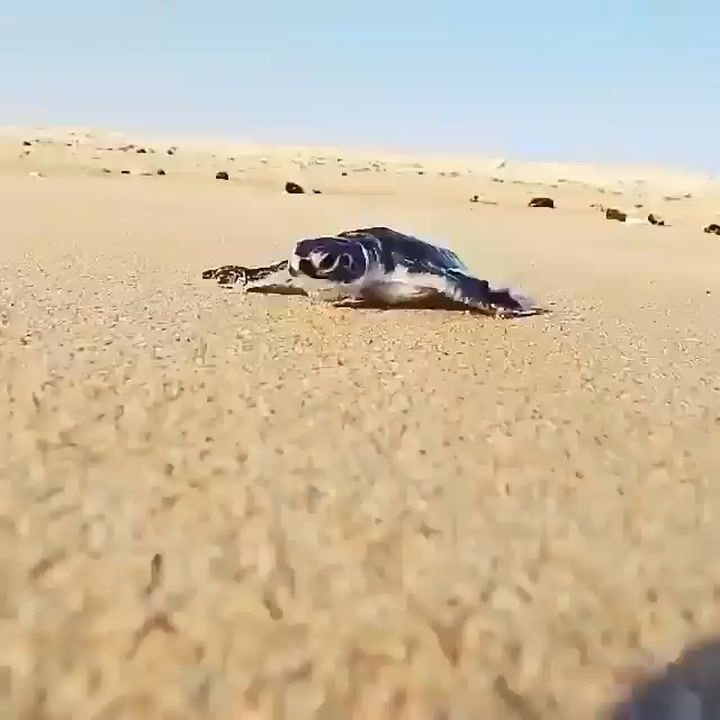#TurtleTime #TurtleLove #TurtlePower #TurtleLife #TurtleFacts ...