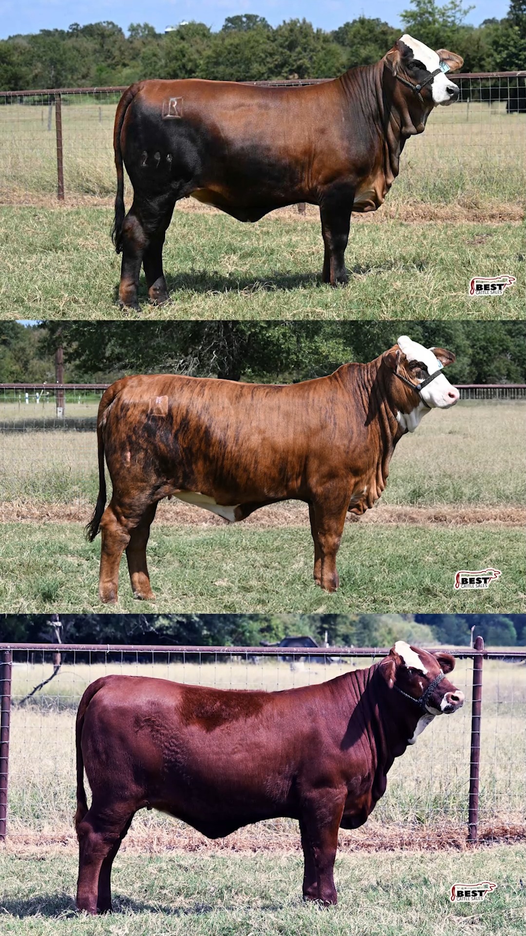 We had an incredible time at Box R Caney Creek Cattle capturing their ...