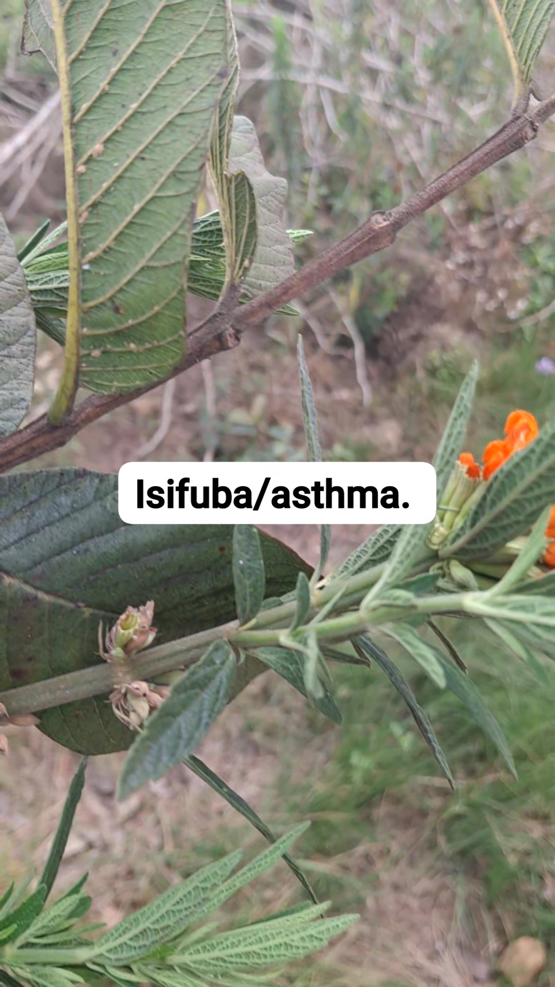 Pheka uphuze continiously izokuhlambulula isifuba. | KwaMaqethuka ...
