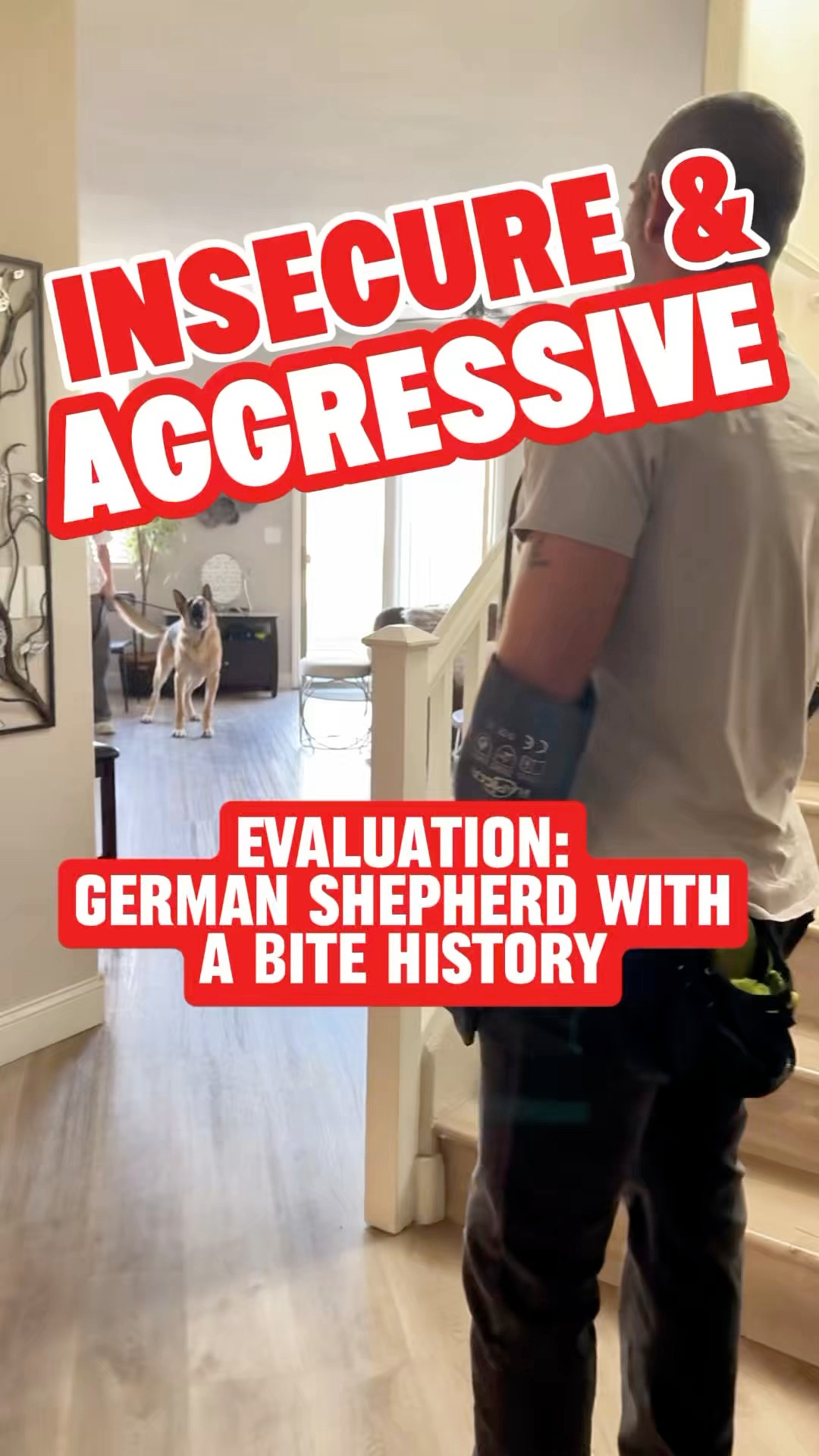In my experience and in most cases, aggressive dogs are actually very ...