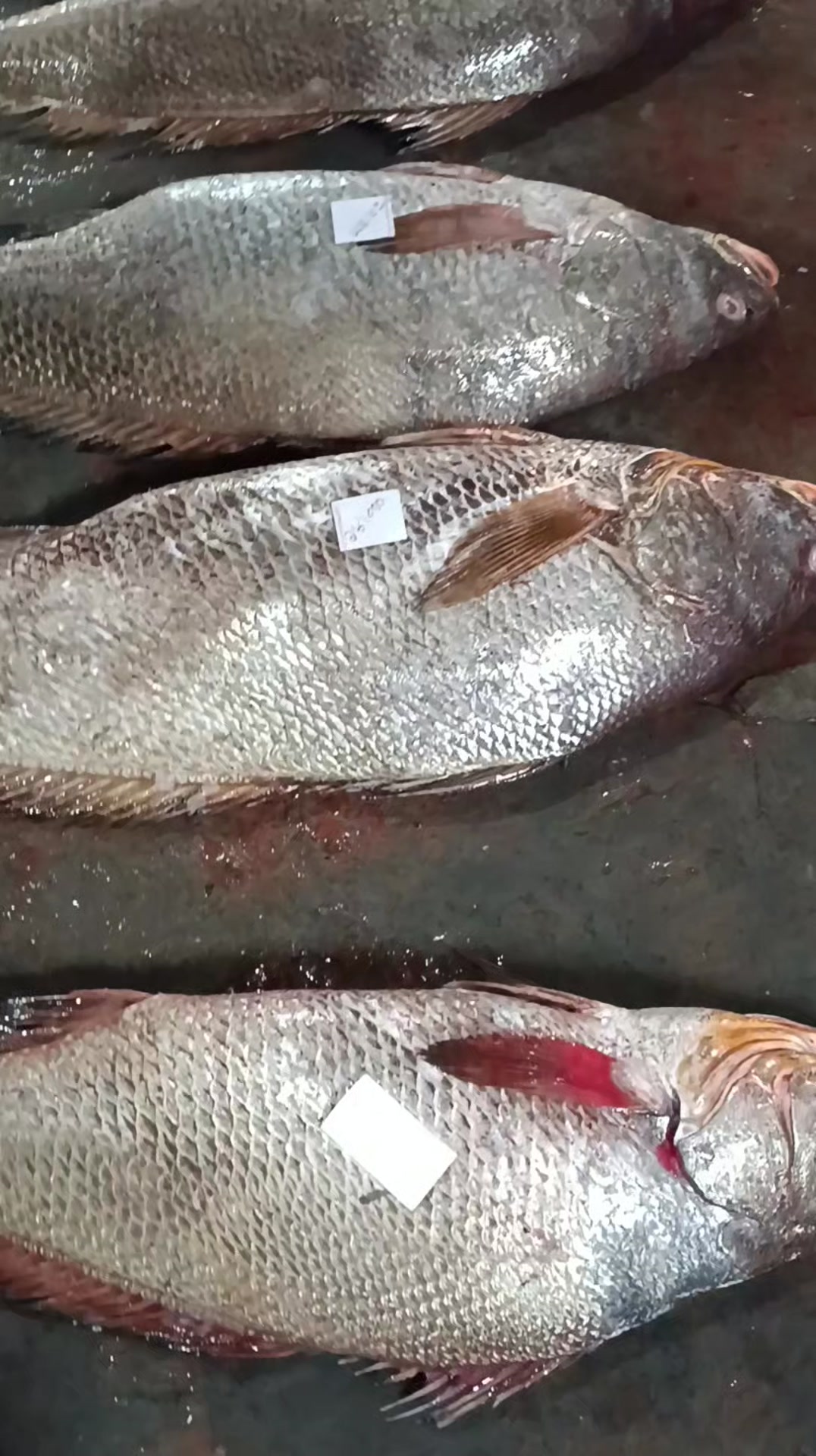Fish Hut | Dhaka