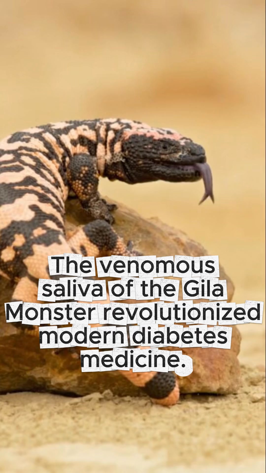 glp 1 from lizard New obesity drug semaglutide is safe and effective for weight loss and diabetes Ozempic, Lizard Venom, GLP-1 &