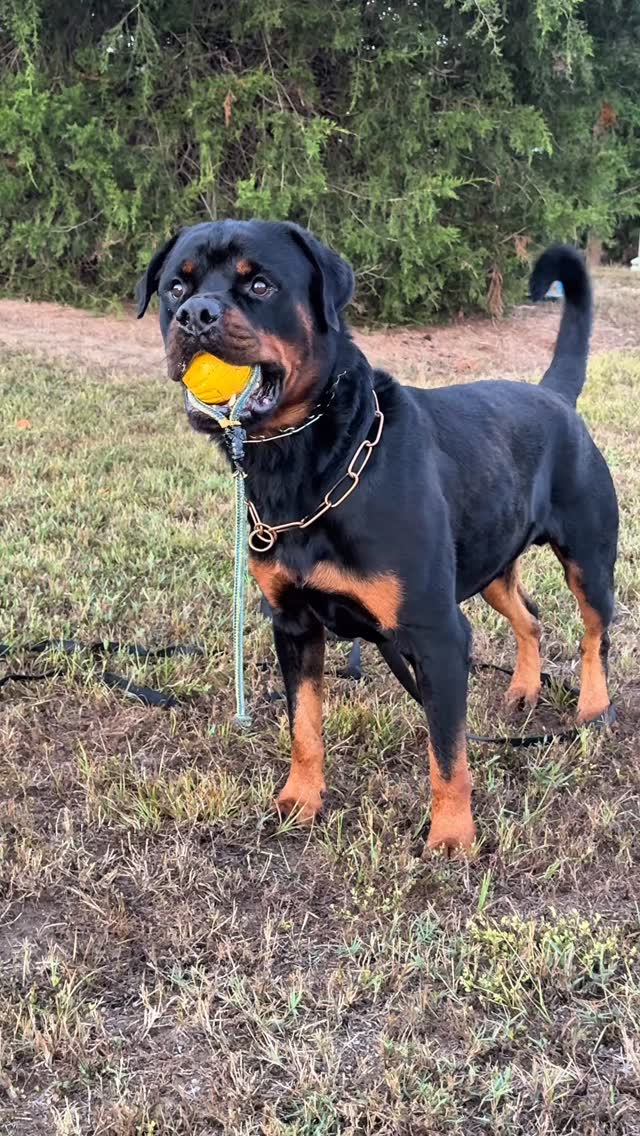 🏆Cobe Von Der Quinn Multi V1 /Best Adult Male/Multi Best of Breed/SE ...