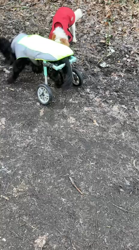 stokke trailz rain cover Xplory X They are suitable for Osprey Tempest 20L Women's Model:ONCS96MHF2 strollers-stroller-accessories