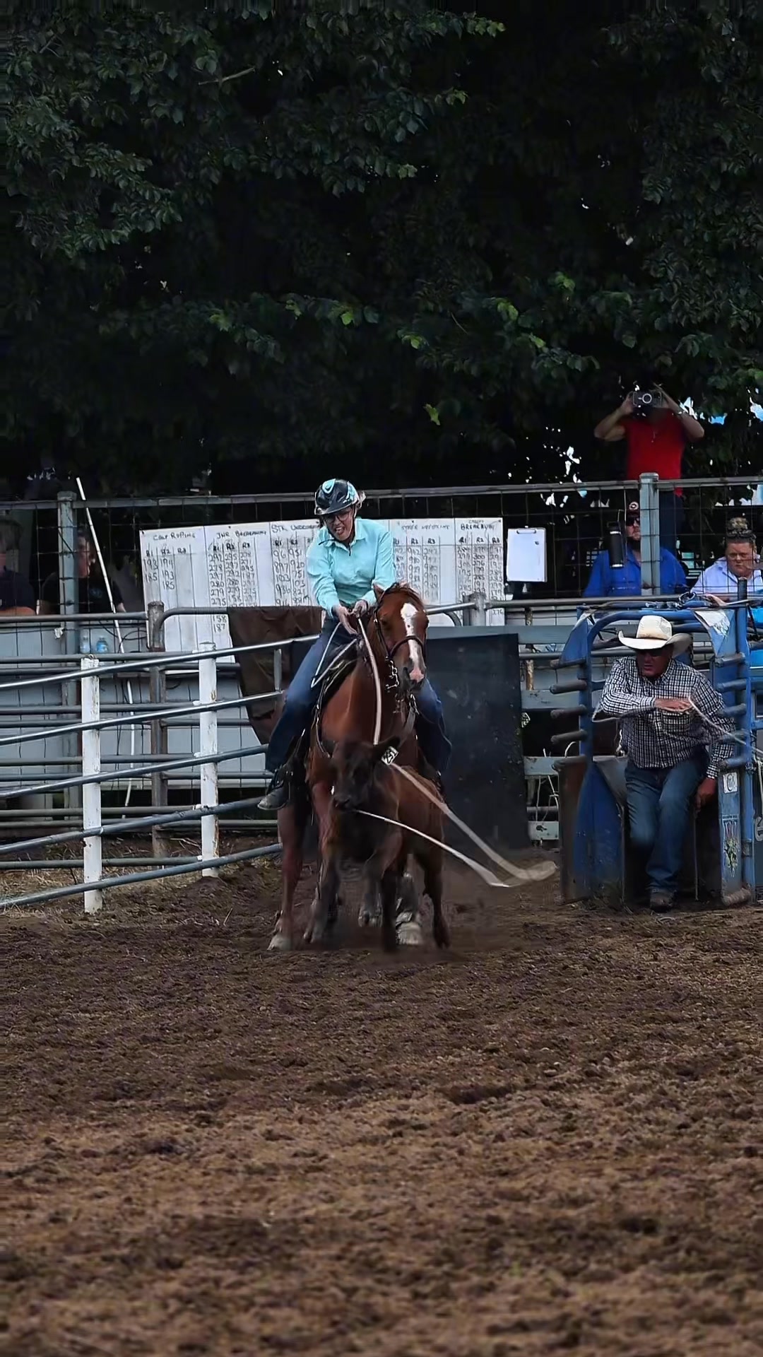 Our Andrew Hamilton Tree 🌳 services mini bull champion Lachie Lindley ...