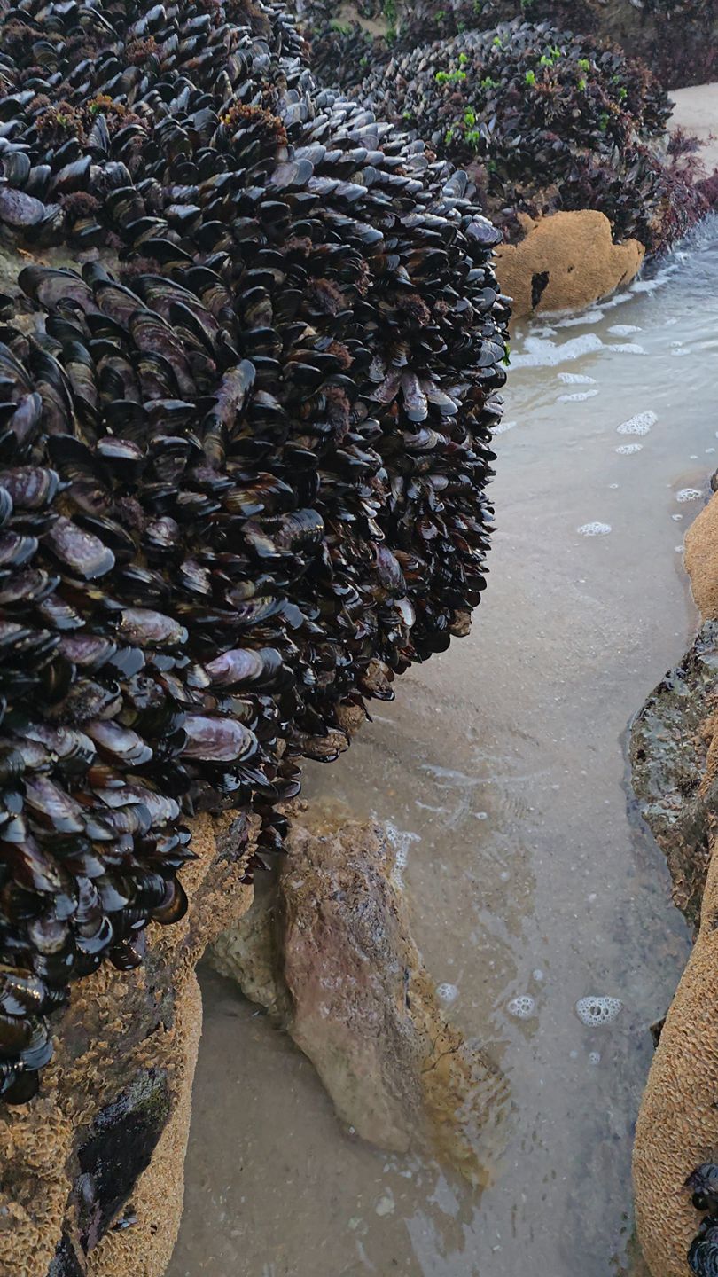 Looking for beautiful Bozrok Sea Fruits | Ismail jlaida. | Facebook