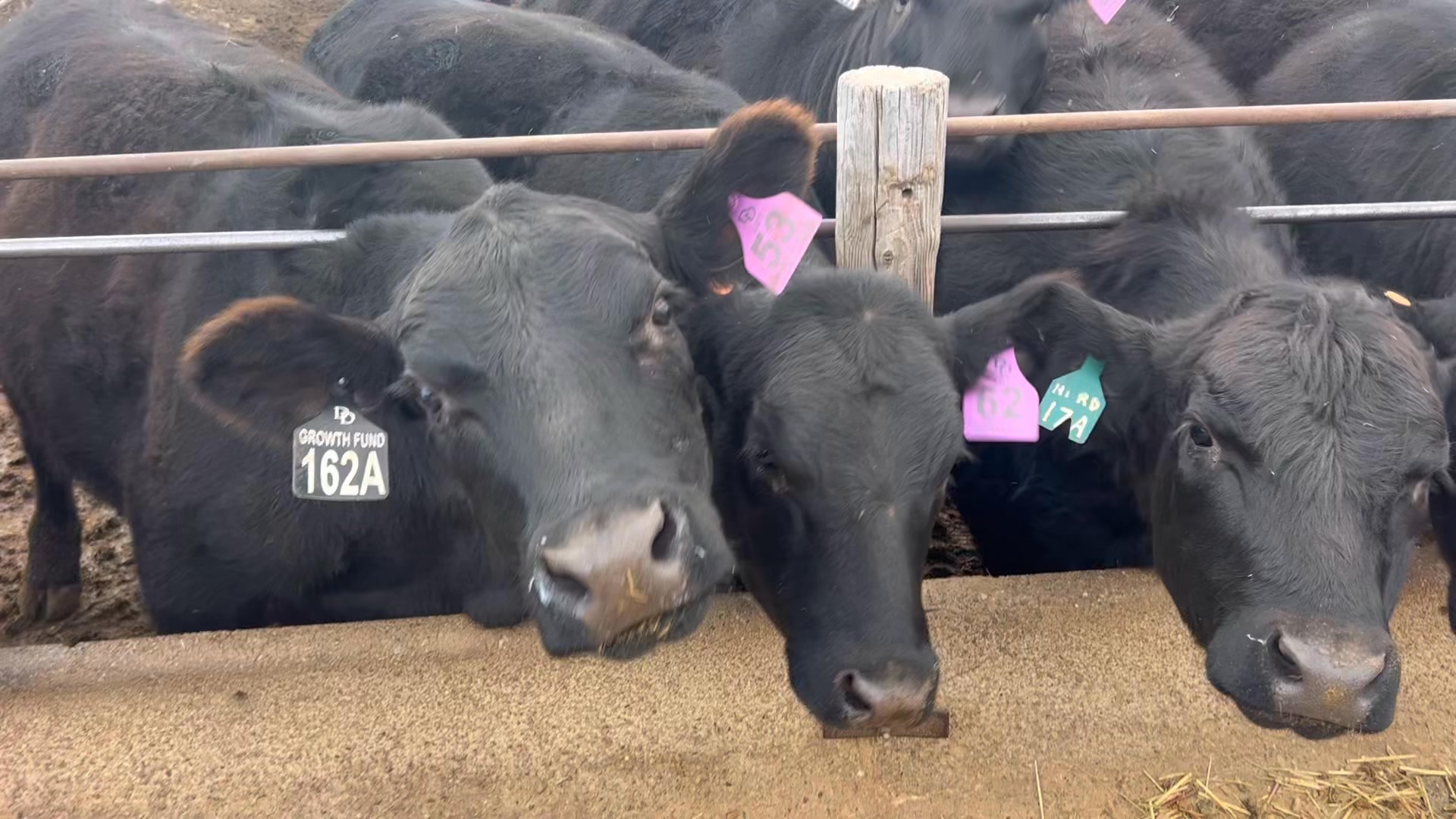 The sale heifers are getting cubed trained! Docility is super important ...