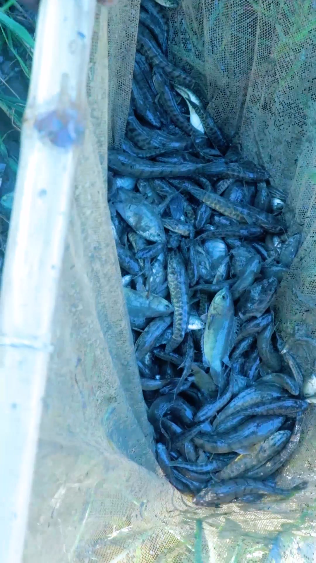 Fish in Net | Epic Outdoor Fishing | Facebook