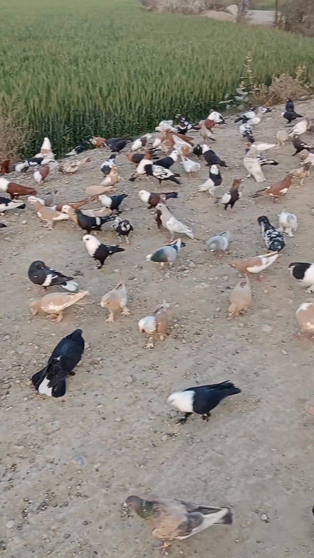 دوستوں ماشاءاللہ بہت خوبصورت کبوتر اللہ تعالیٰ بھائی جان کو بخش دے ...