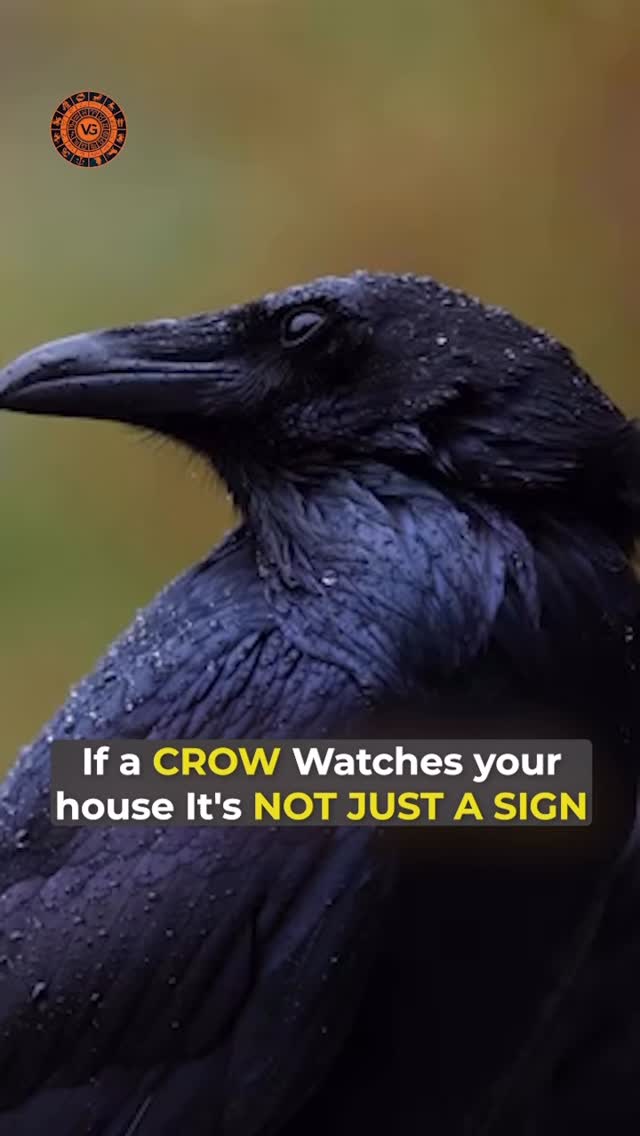 Crow at your house? Don’t panic. Astrology doesn’t see it as a bad omen ...