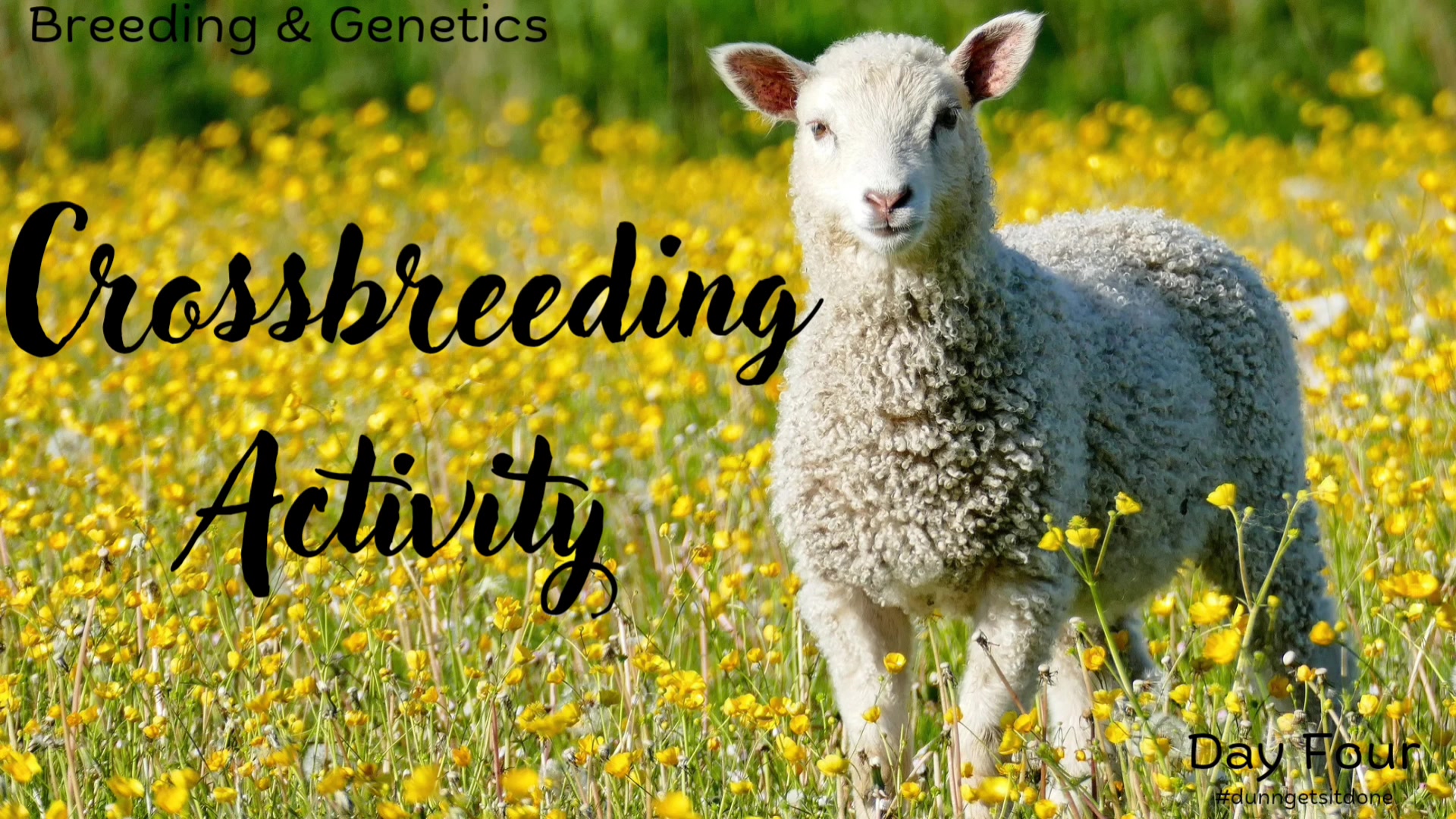 Livestock Breeds ID: 🐑 🐏 🐑 🐏 | Ms. Dunn's Ag Class | Facebook
