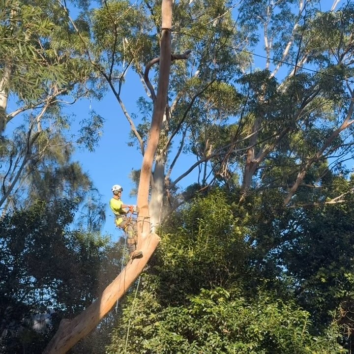 Ideal tree services 0418293951