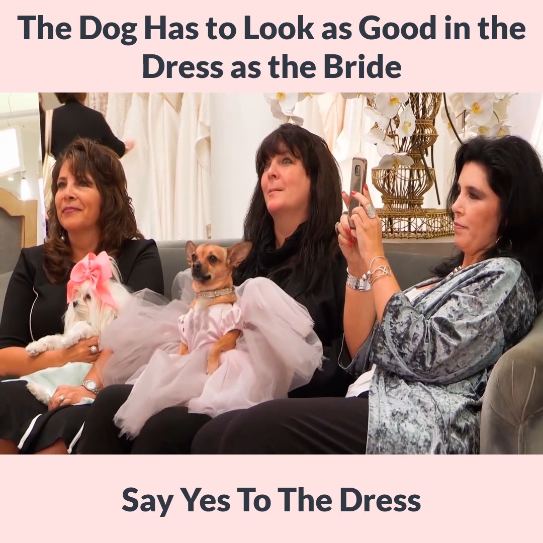 The Dog Has to Look as Good in the Dress as the Bride Say Yes To The ...