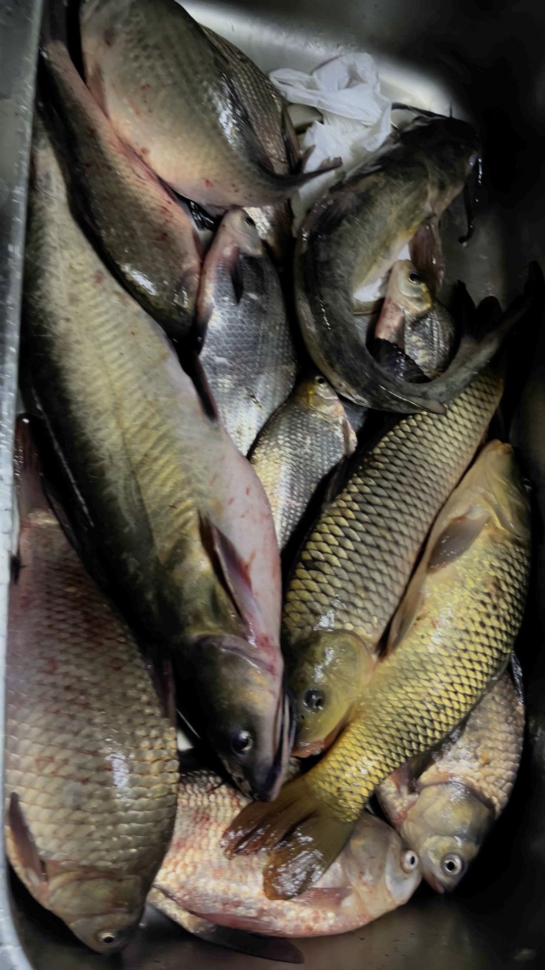 魚 Reading: ▪️ さかな (sakana) Translation: ▪️ fish URL