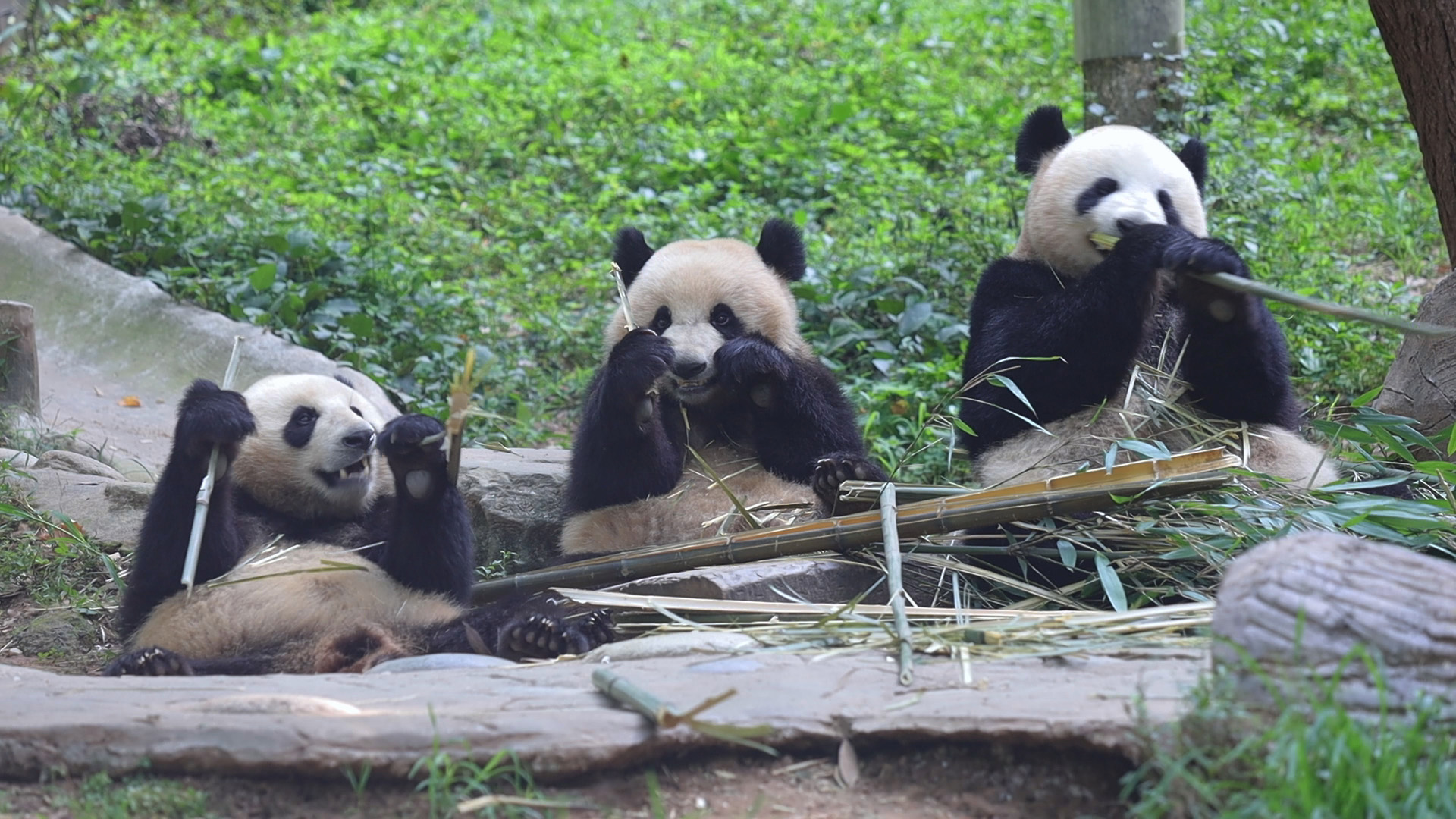 Check out the pandas' ultimate holiday relaxation! So many good vibes ...