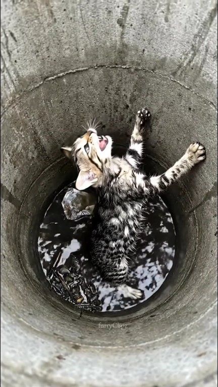 🐾 Trapped With No Escape! Save his from the Abandoned drain 😿 #cat # ...