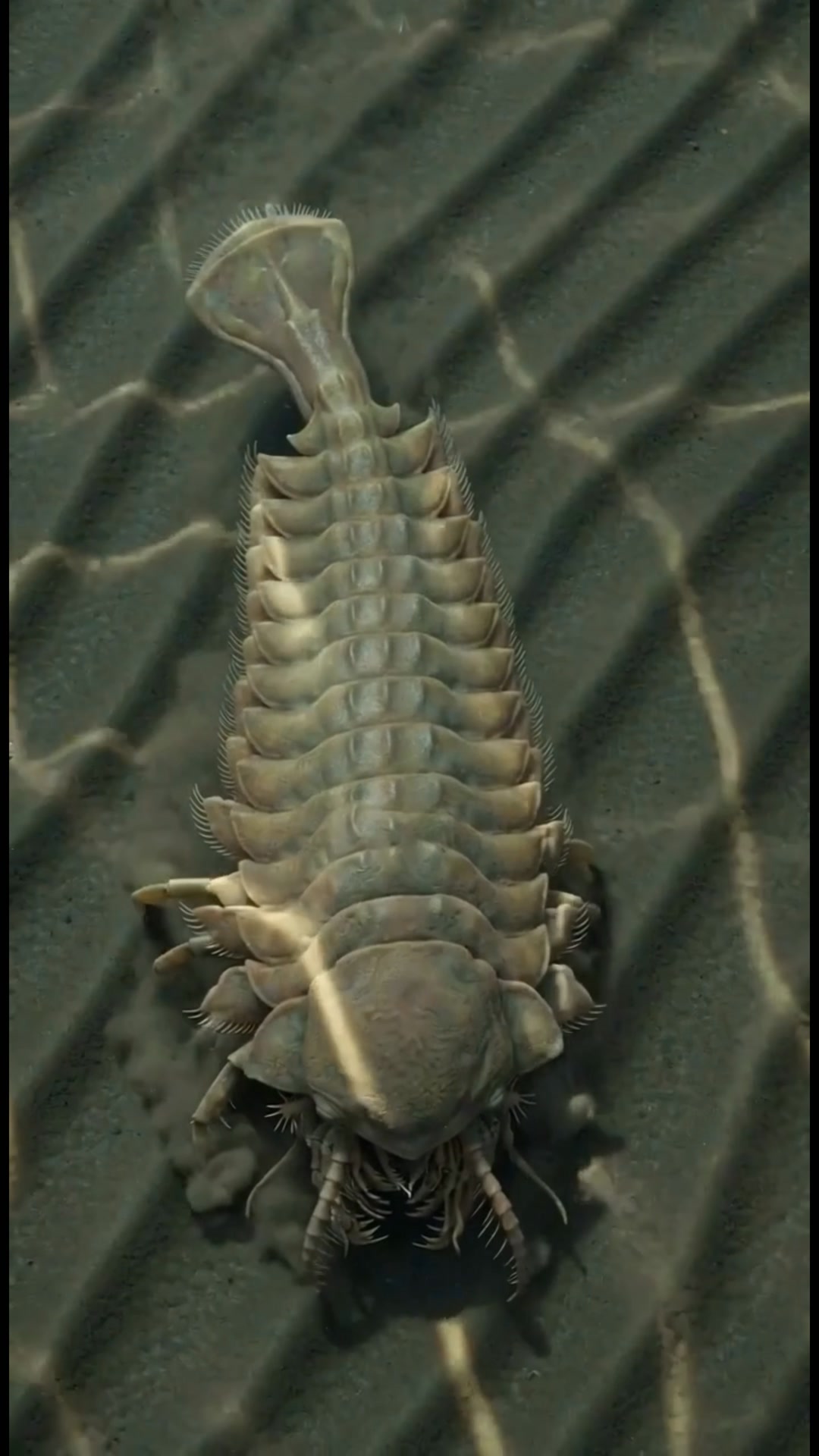 Guangweicaris spinatus, an early arthropod, in the Cambrian ocean