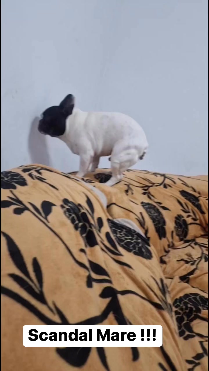 M-am certat cu un prieten din cauza câinelui meu 😞😞😞 | Tarzy | Facebook