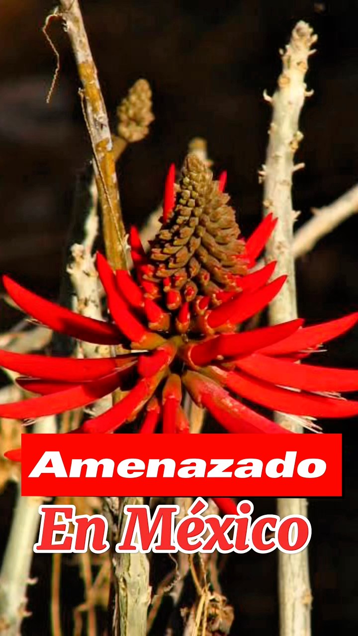 Colorín, Zompantle, Patol, Gasparitos o Pichoco🌳‼️💚Árbol Nativo ...