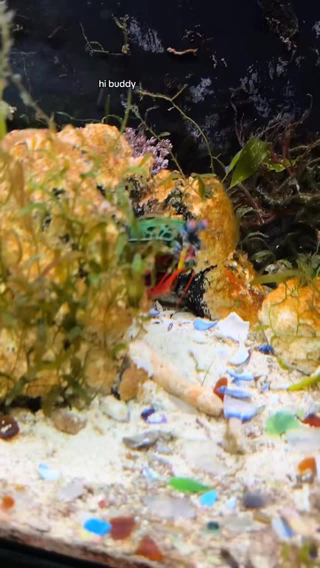 live food for ludo! #ludothemantisshrimp #mantisshrimp # ...
