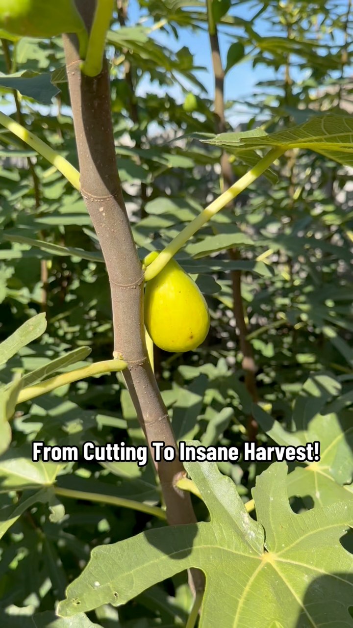 🌳 From Simple Sticks to Thousands of Fruit Trees 🌱 Every year I start ...
