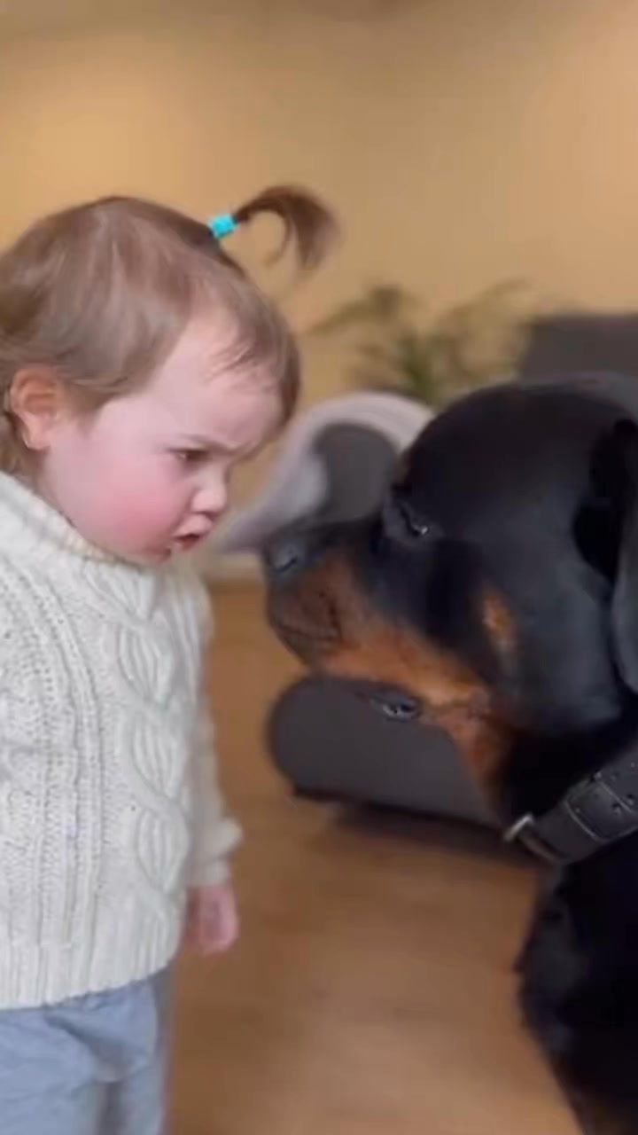 Comment you Thoughts : #rottweiler #dogsofinstagram #dog #dogs #rottie ...