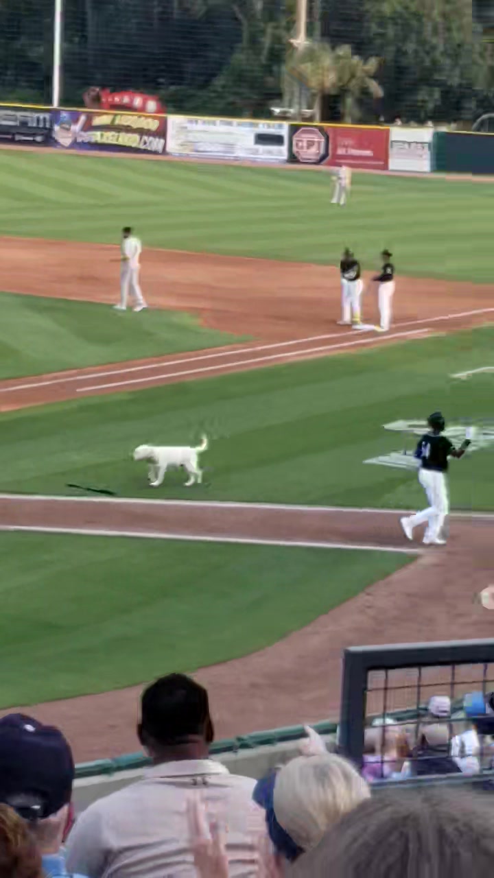 ベースボールドッグ　千早 Bat dogs back! 🐾⚾️ | Minor League Baseball