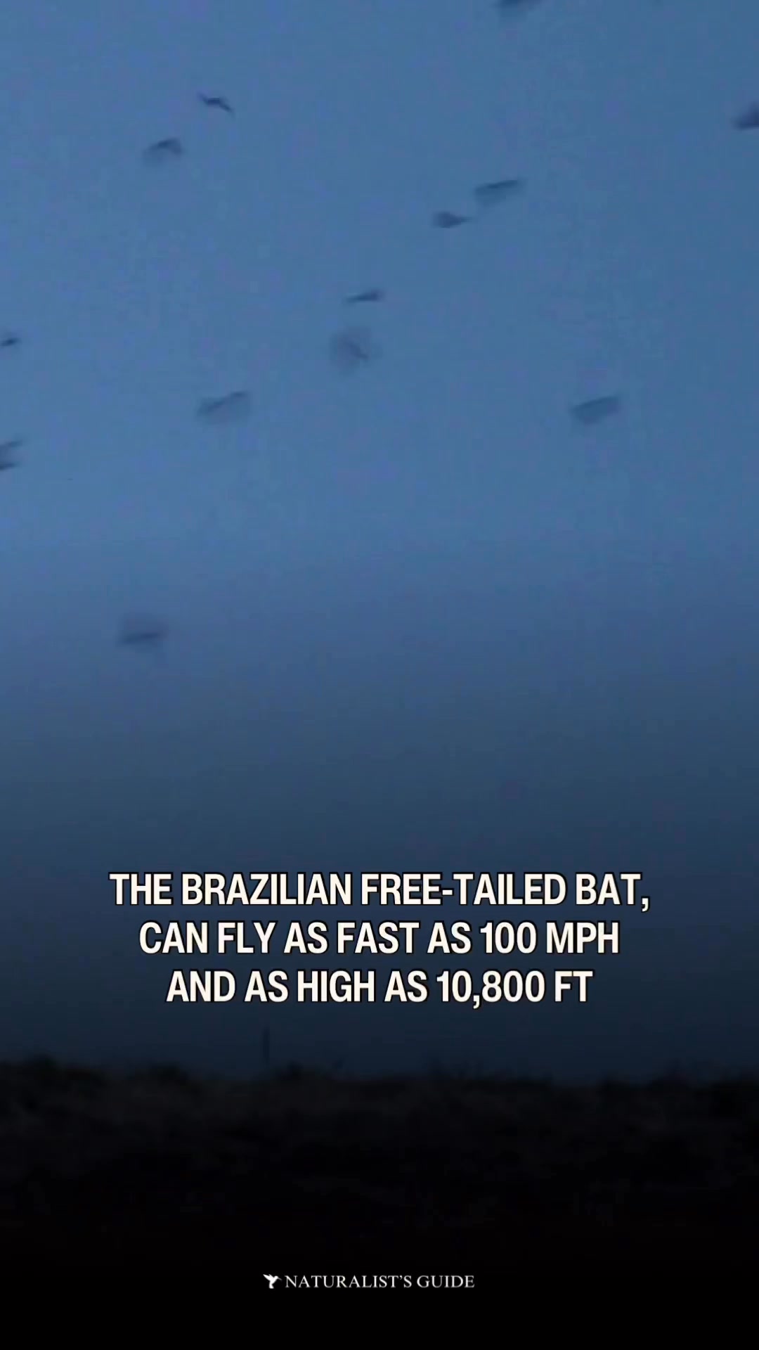 This bat can fly as high and almost as fast as a small plane. ️ A ...