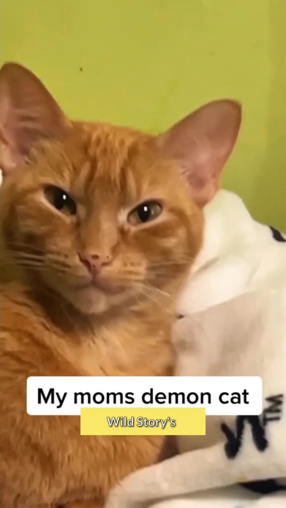 Funny Cat Reaction Video 🤣 #shorts #funny #cat #funnycat #trend # ...