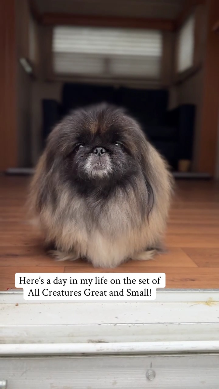 A day in the life of Tricki? How... - MASTERPIECE | PBS | Facebook