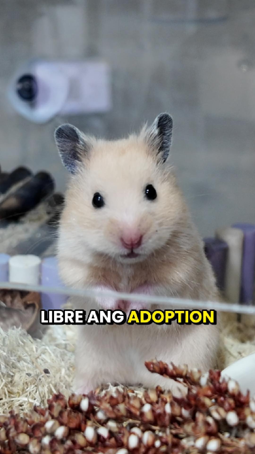 Photo inspiration: Gallery Detail: Mga Hamsters Na Currently For Adoption Through Hamdoption Adoption Is