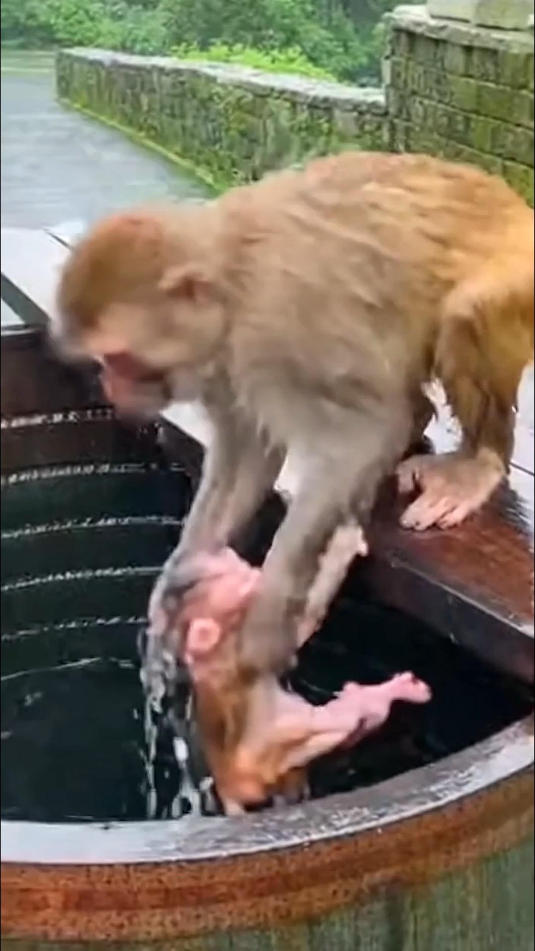what Happen on Baby while floating! ##fblifestyle #monkey #Rescue # ...