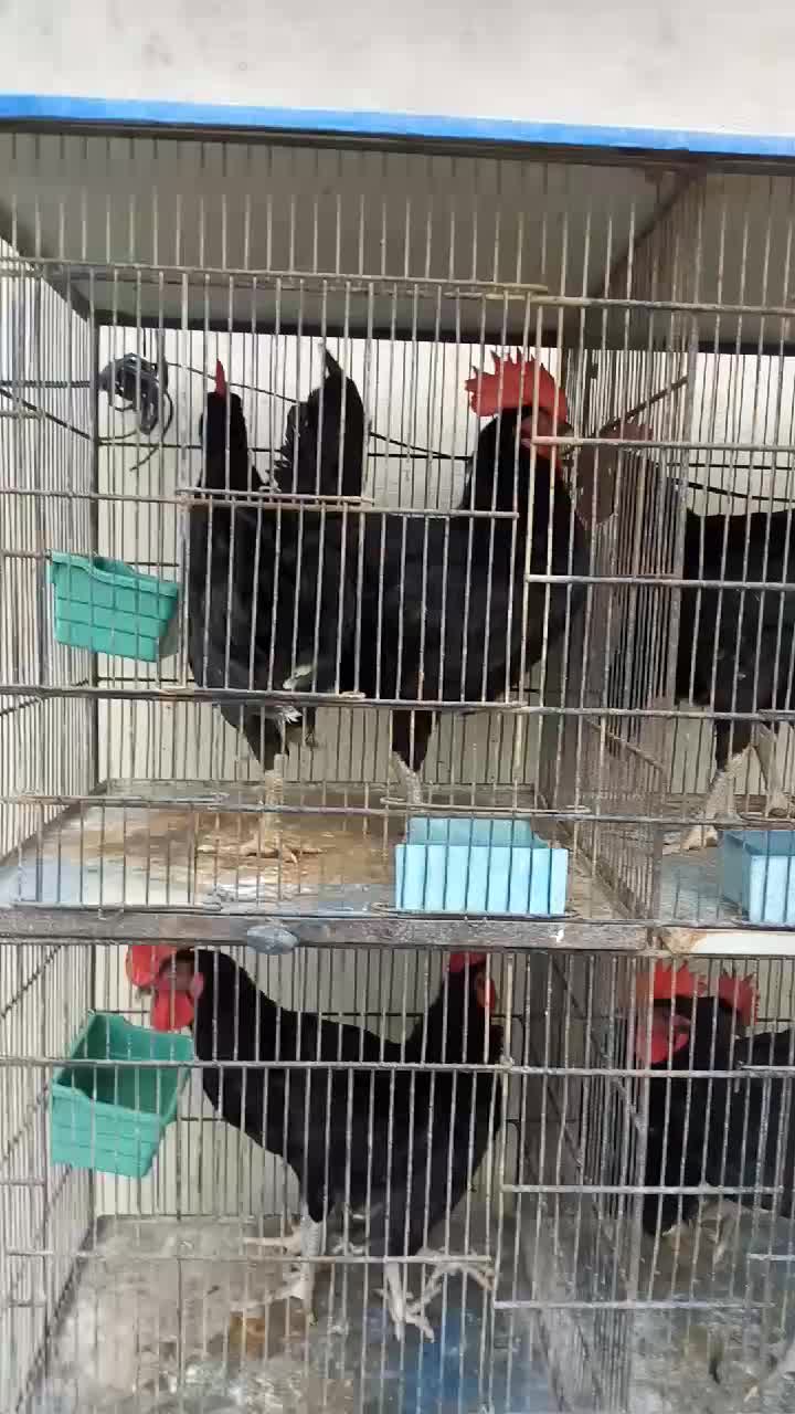 Shah Poultry | Karachi