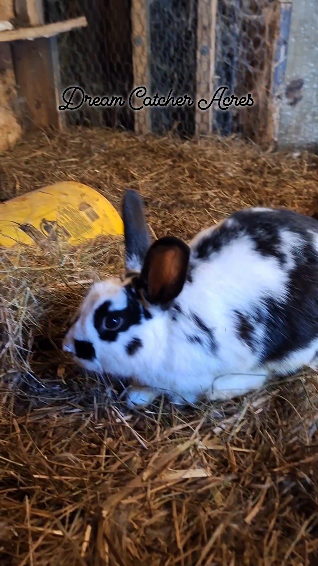 There has been recent changes with the rabbit set up also. I've been ...