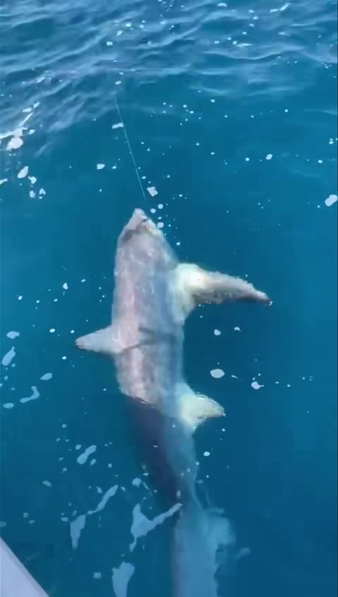 Hameçons Géants pour la Pêche en mer Hameçons pour Requins et Alligators Hameçon en Acier Inoxydable J la Pêche thons et Poissons-Chats Tailles 5/0-20/0
