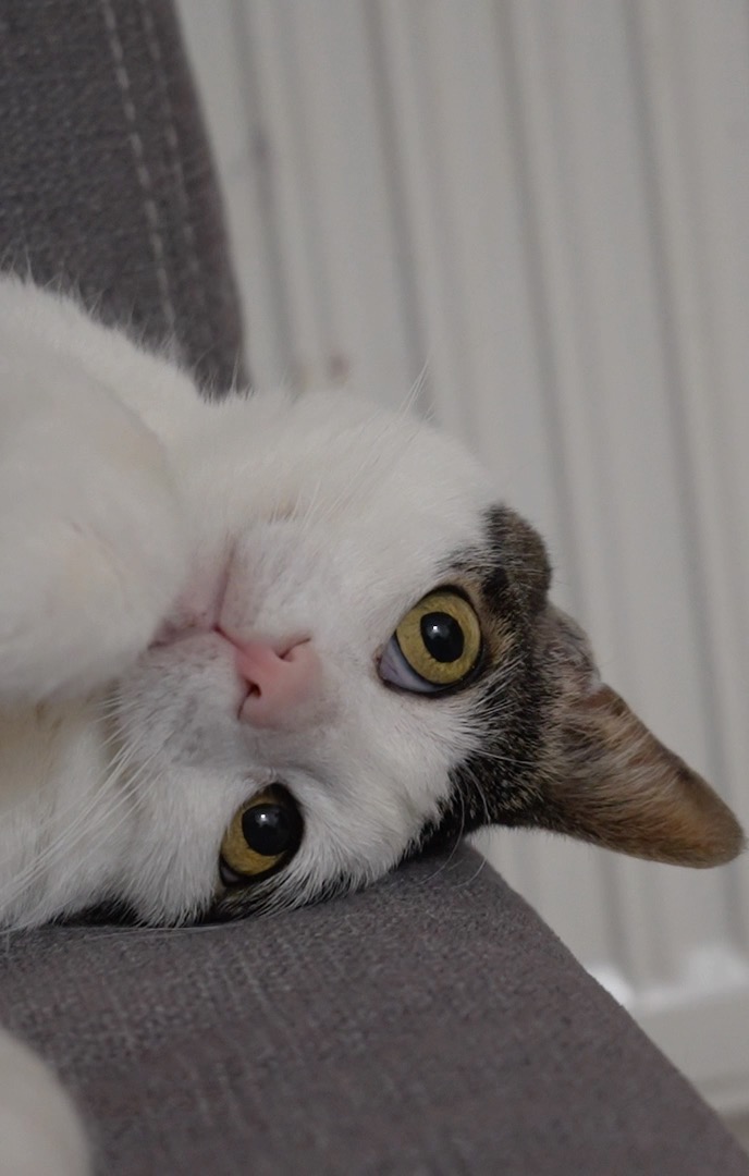 Crunchycat Luna (@lunacrunchycat) • Facebook