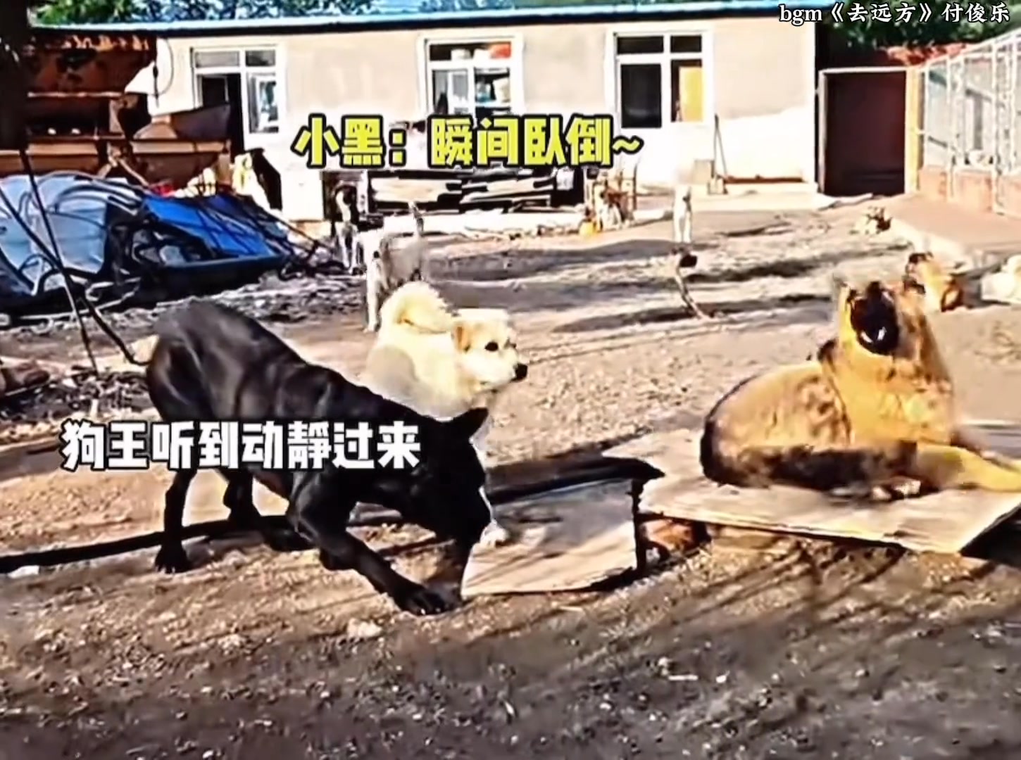 #去遠方#歌曲去遠方 狗王的氣場!江湖不是打打殺殺，江湖還有人情世故#狗王 | 奇迹的妹妹（路人王） | Facebook