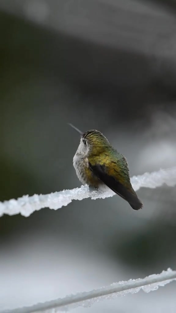 The snow began yesterday, and I was outside in the morning doing some ...