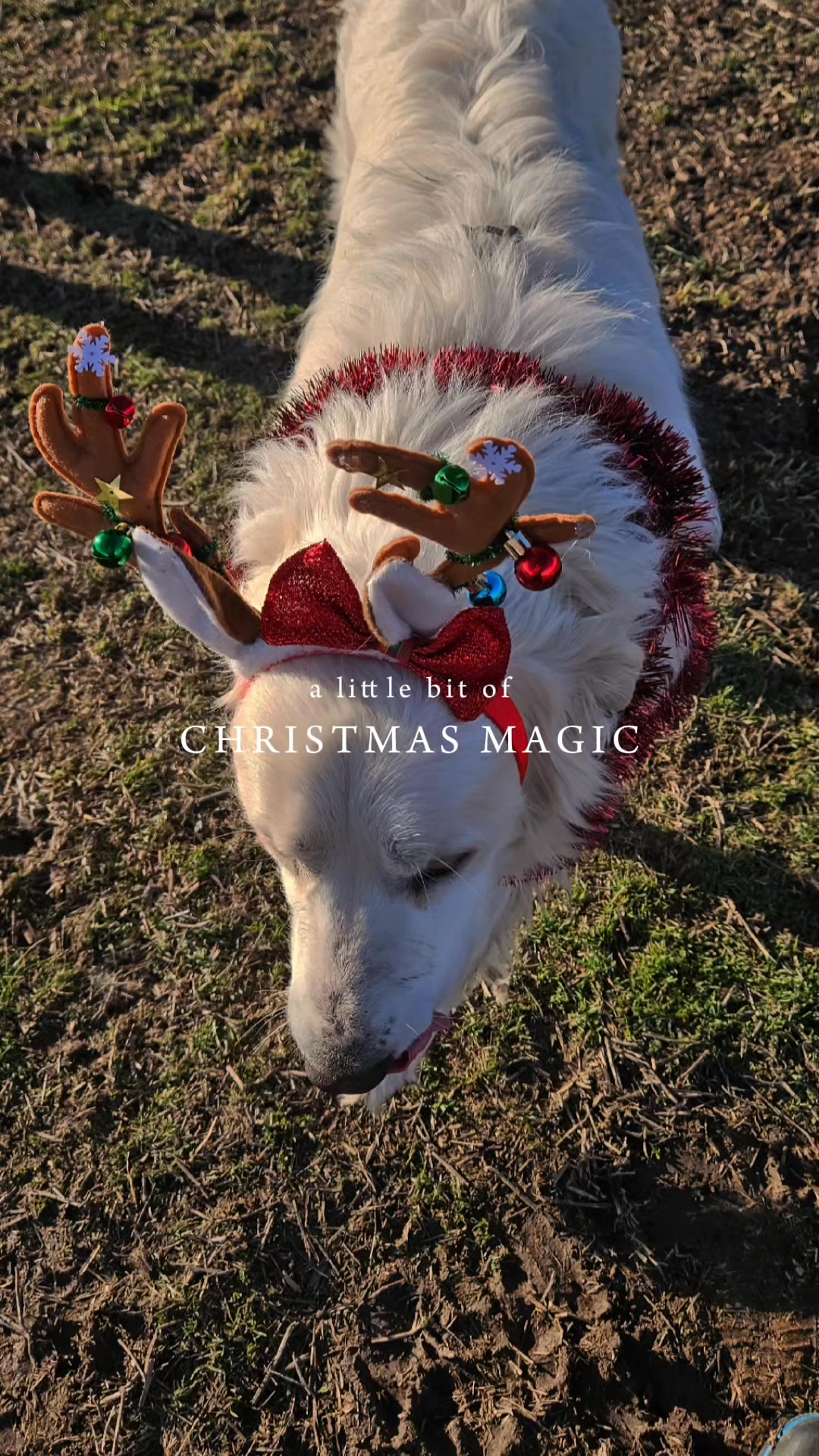 Happy Holidays! We are really pushing for all of our rescues to have ...