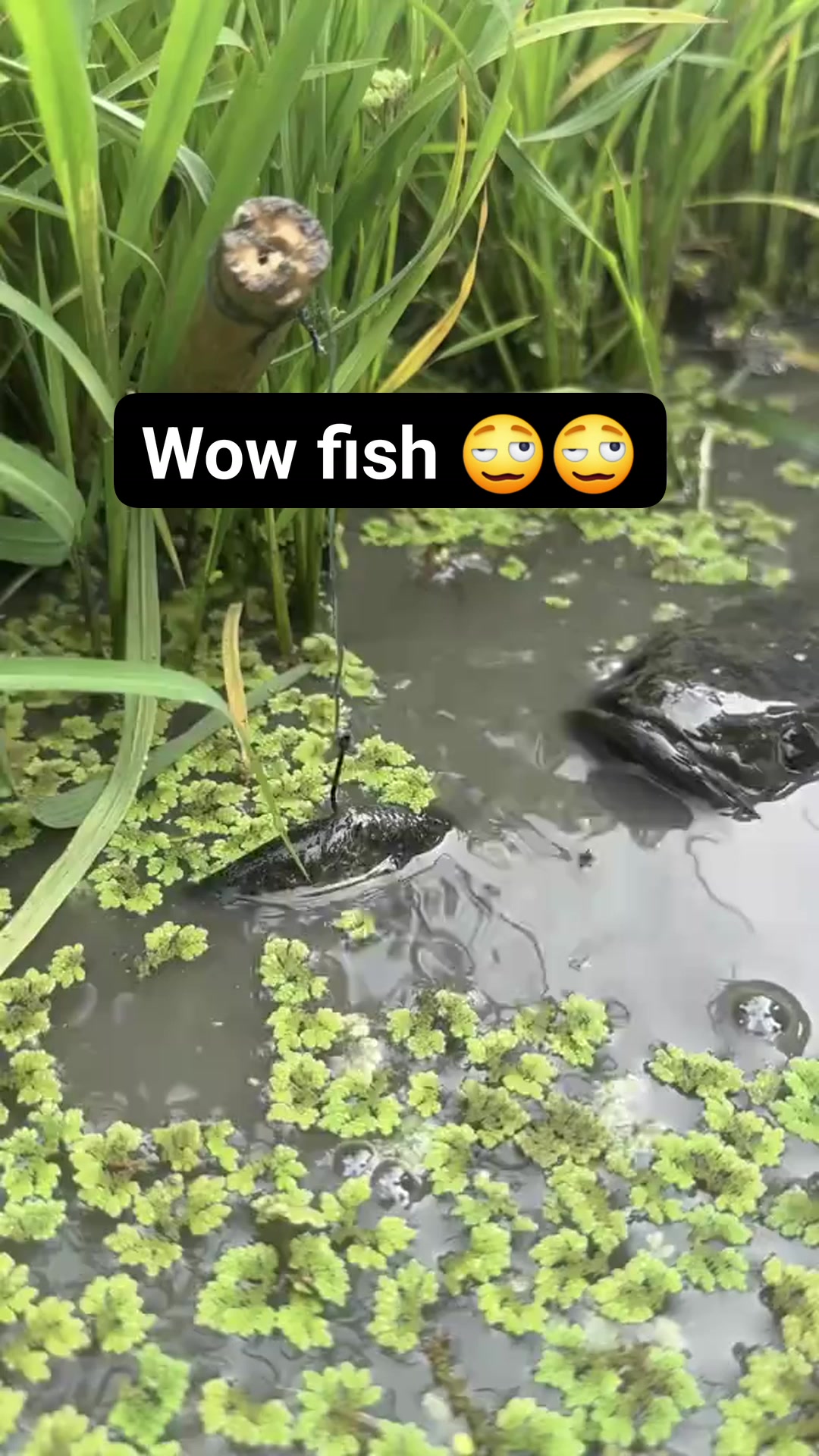 Wow fish 😲😲😲 #goldfish #fish #ranchu #oranda #starfish #ceab #jelly # ...