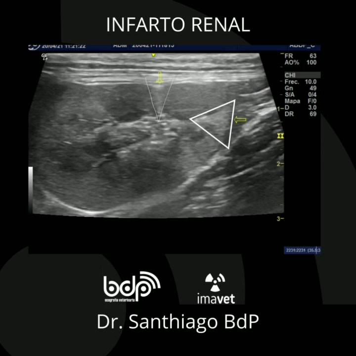 Infarto renal en paciente felino. El infarto renal es un hallazgo común ...
